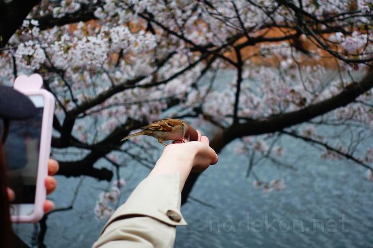 221D9C3859526C5031 ([워킹홀리데이] 벚꽃 구경 - 우에노 공원, 롯폰기)