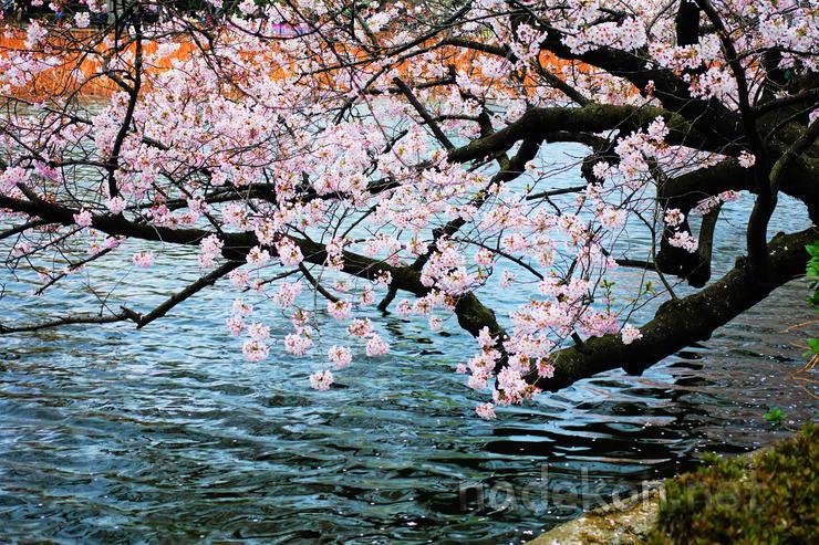 240F8D3859526C3A13 ([워킹홀리데이] 벚꽃 구경 - 우에노 공원, 롯폰기)