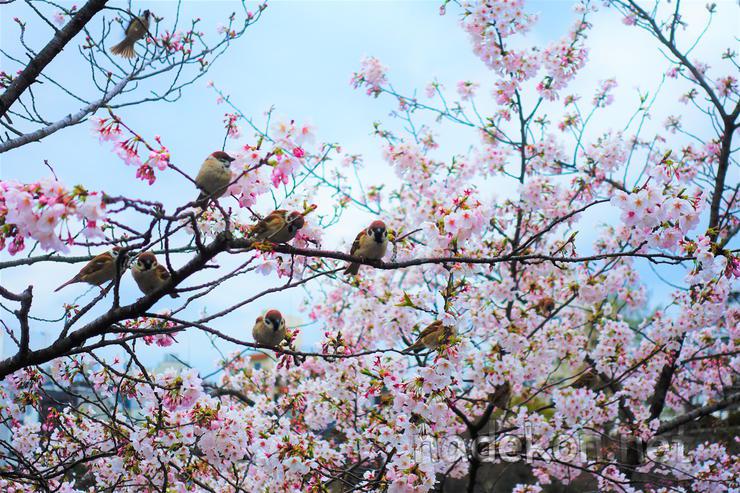 2773493859526C461F ([워킹홀리데이] 벚꽃 구경 - 우에노 공원, 롯폰기)